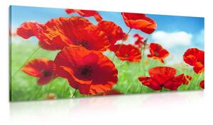 Stampa su tela – Fiori di papavero nel prato