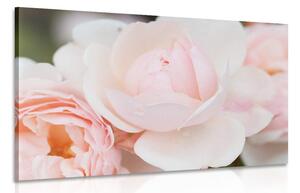 Quadro su tela – Pieno di rose