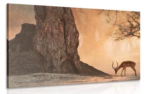 Quadro su tela – Antilope africana