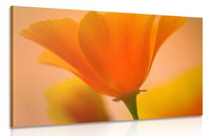 Stampa su tela – Splendido fiore