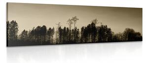 Stampa su tela – Foresta in seppia