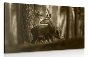 Quadro su tela – Cervo nella foresta di pini in seppia