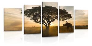 Quadri 5 pezzi – Elefante all'alba