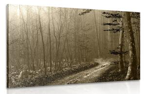 Quadro su tela – Sentiero nella foresta in seppia