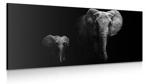 Quadro su tela – Piccolo elefante e elefantessa