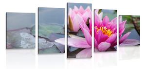 Quadri 5 pezzi – Fiore di loto rosa