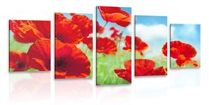 Quadri 5 pezzi – Fiori di papavero nel prato