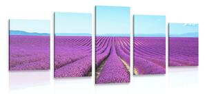 Quadri 5 pezzi – Campo di lavanda infinito