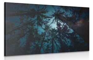 Quadro su tela – Notte nella foresta