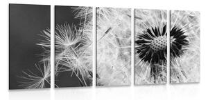 Quadri 5 pezzi – Semi di dente di leone in bianco e nero
