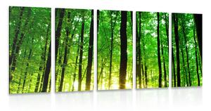 Quadri 5 pezzi – Foresta verde rigogliosa