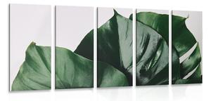 Quadri 5 pezzi – Foglia di monstera