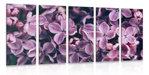 Quadri 5 pezzi – Fiori di lillà viola