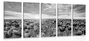 Quadri 5 pezzi – Alba su un prato con tulipani in bianco e nero
