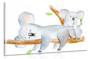 Stampa su tela – Koala adorabili