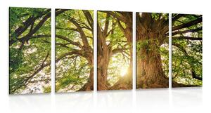 Quadri 5 pezzi – Alberi maestosi