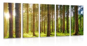 Quadri 5 pezzi – Mattina nella foresta
