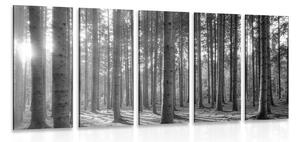 Quadri 5 pezzi – Mattina nella foresta in bianco e nero