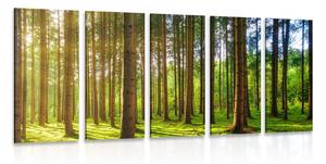 Quadri 5 pezzi – Mattina soleggiata nella foresta