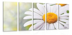 Quadri 5 pezzi – Fiori di margherita