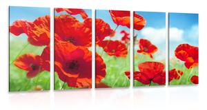 Quadri 5 pezzi – Fiori di papavero nel prato