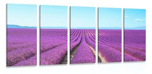 Quadri 5 pezzi – Campo di lavanda infinito