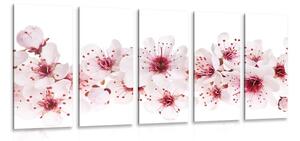 Quadri 5 pezzi – Fiori di ciliegio