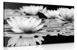 Stampa su tela – Fiore di loto in bianco e nero