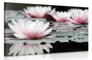 Quadro su tela – Fiore di loto