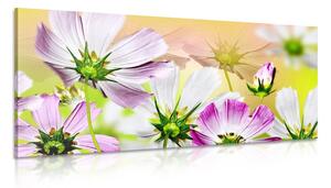 Stampa su tela – Fiori da giardino
