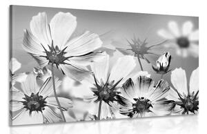 Stampa su tela – Fiori estivi in bianco e nero