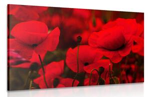 Quadro su tela – Campo di papaveri selvatici