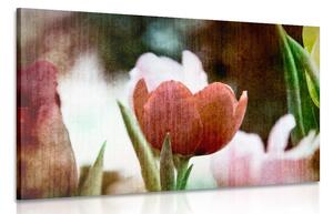 Quadro su tela – Prato di tulipani in stile retrò