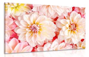 Stampa su tela – Fiori delicati di dalia