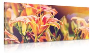 Stampa su tela – Splendidi fiori da giardino