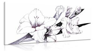Quadro su tela – Illustrazione di gladioli in fiore