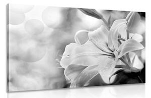 Stampa su tela – Fiore di giglio su sfondo astratto in bianco e nero
