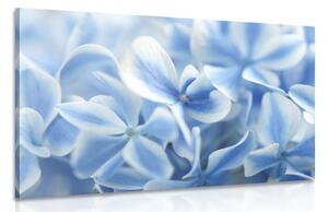 Quadro su tela – Fiori di ortensia in tonalità blu-bianco