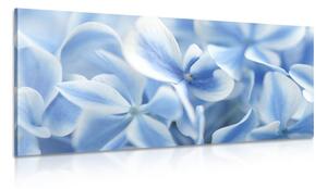 Stampa su tela – Fiori di ortensia blu-bianco