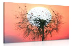 Stampa su tela – Soffione al tramonto