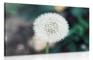 Stampa su tela – Soffione bianco soffice