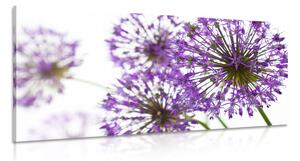 Stampa su tela – Fiori di aglio viola in fiore