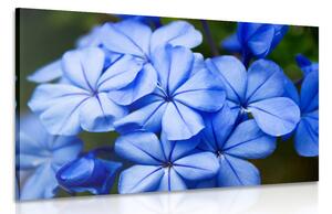 Quadro su tela – Fiori blu selvatici