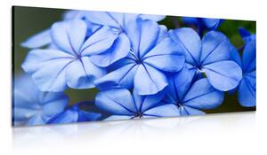 Stampa su tela – Fiori blu pittoreschi