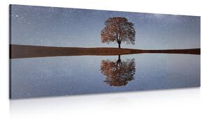 Stampa su tela – Cielo stellato sopra un albero solitario