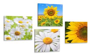 Set di quadri – Splendidi fiori nel prato