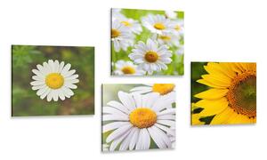 Set di quadri – Fiori di campo