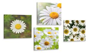 Set di quadri – Fiori incantevoli