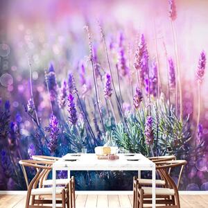Carta da parati – Fiori magici di lavanda