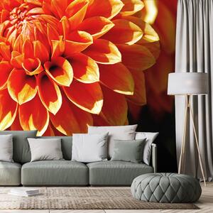 Carta da parati – Dalia arancione